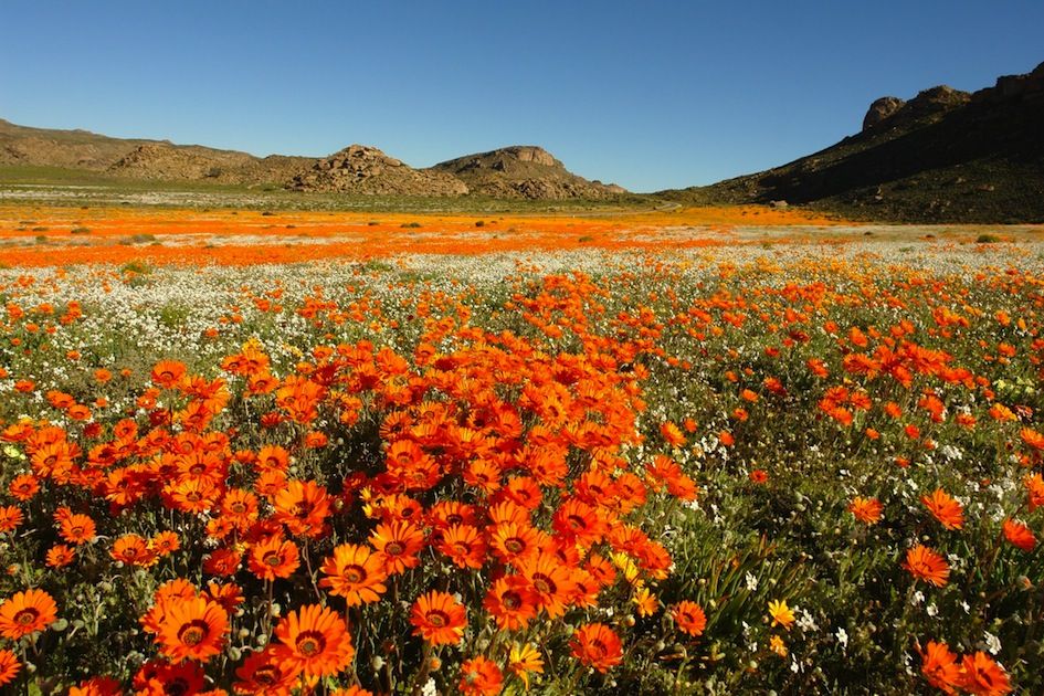 Zuid Afrika; Namaqualand
